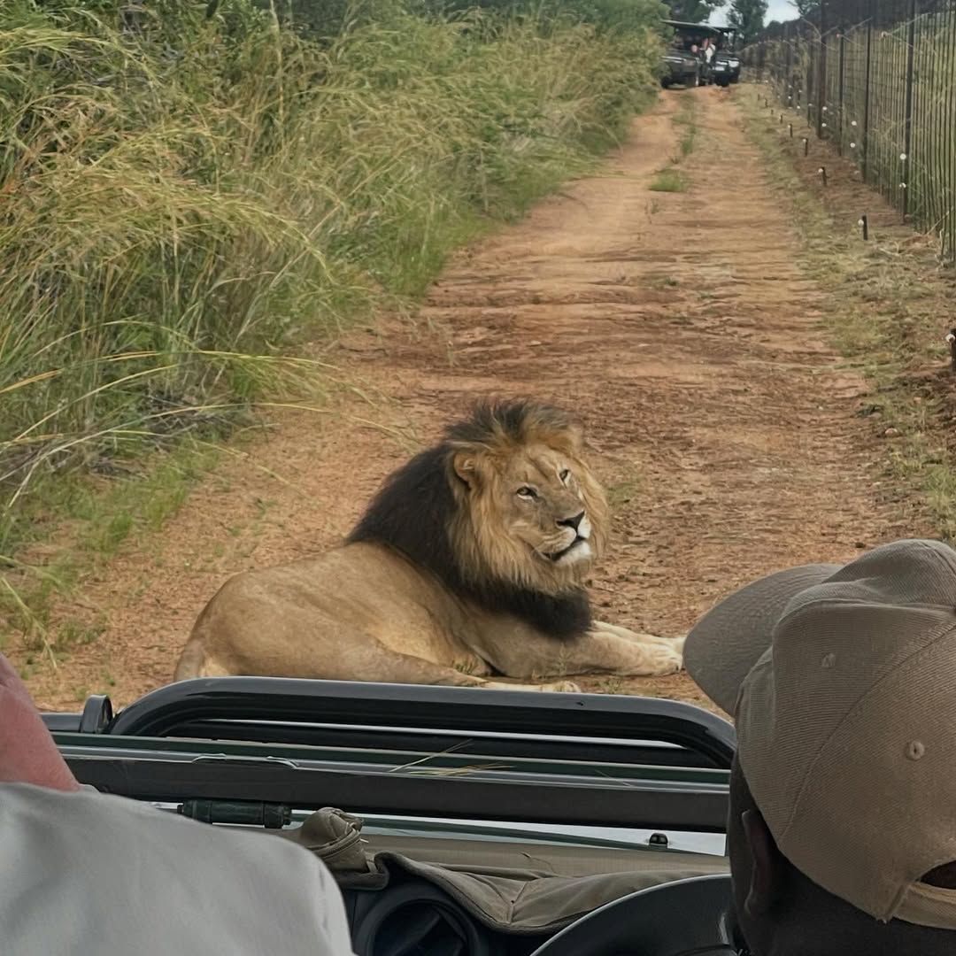 Lion in Kenya Safari